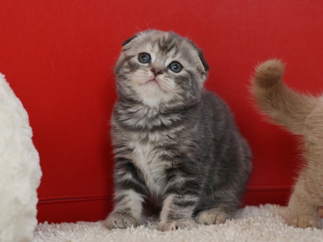 スコティッシュフォールドの子猫画像