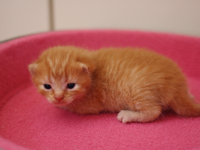 スコティッシュフォールドの子猫画像
