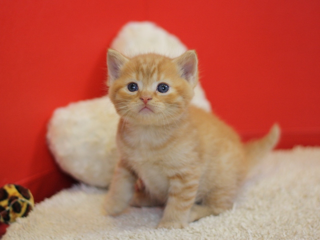 スコティッシュフォールドの子猫画像