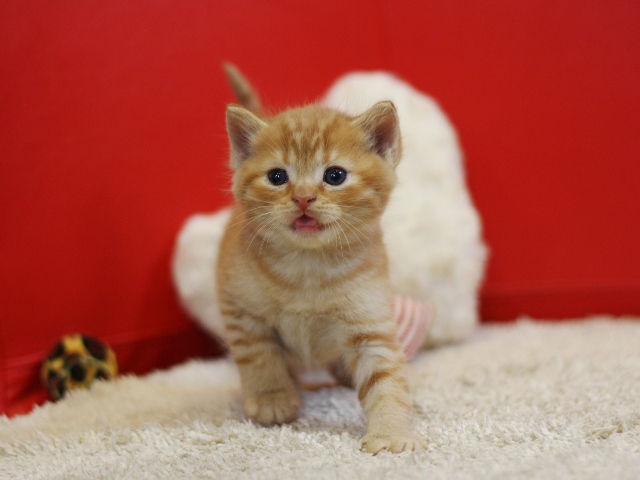 スコティッシュフォールドの子猫画像