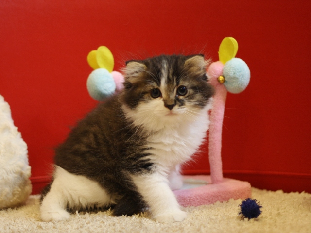 スコティッシュフォールドの子猫画像