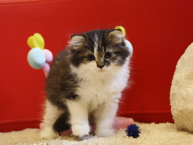 スコティッシュフォールドの子猫画像