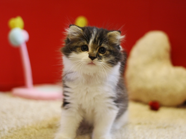 スコティッシュフォールドの子猫画像