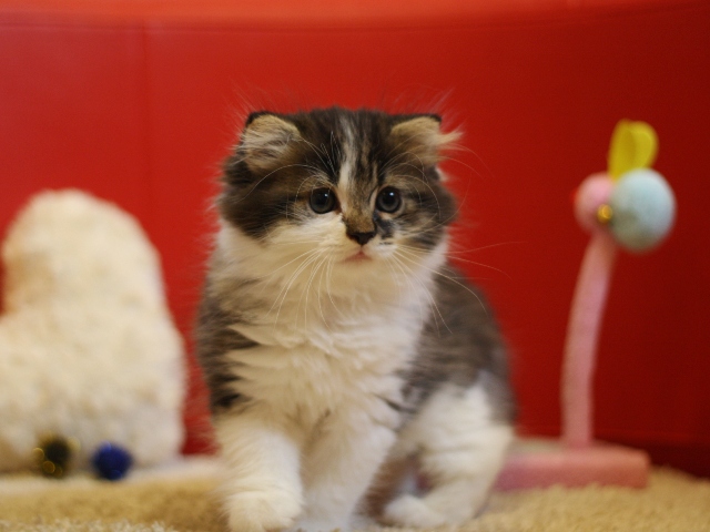 スコティッシュフォールドの子猫画像