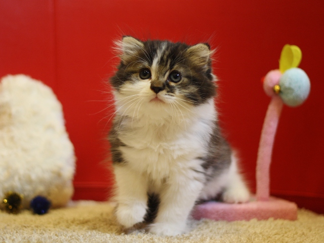 スコティッシュフォールドの子猫画像
