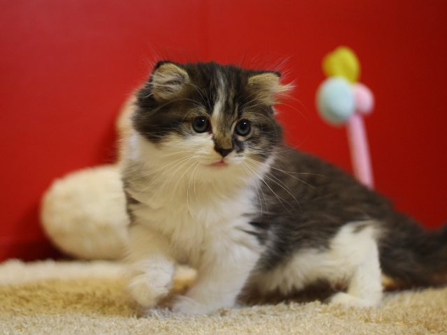 スコティッシュフォールドの子猫画像
