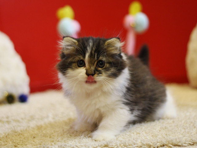 スコティッシュフォールドの子猫画像