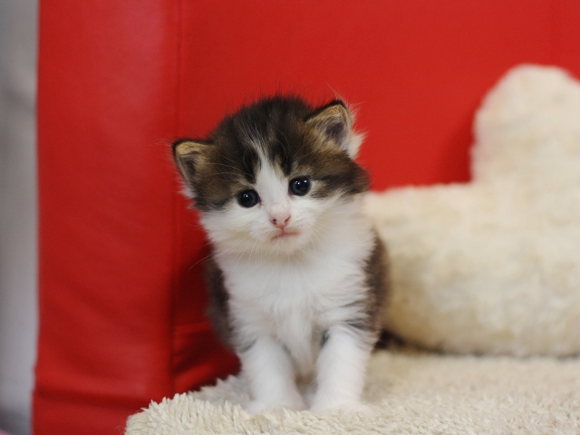 スコティッシュフォールドの子猫画像