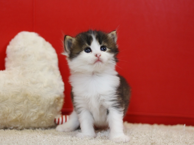 スコティッシュフォールドの子猫画像