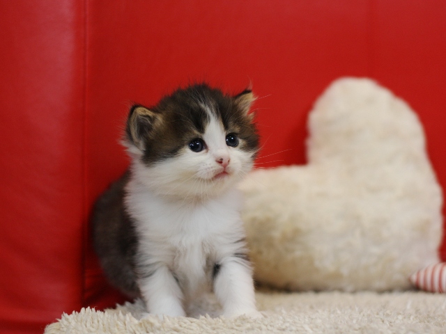 スコティッシュフォールドの子猫画像