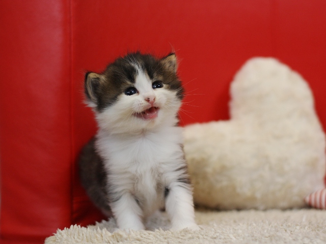 スコティッシュフォールドの子猫画像