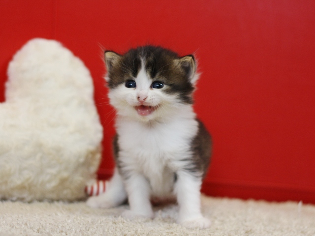 スコティッシュフォールドの子猫画像