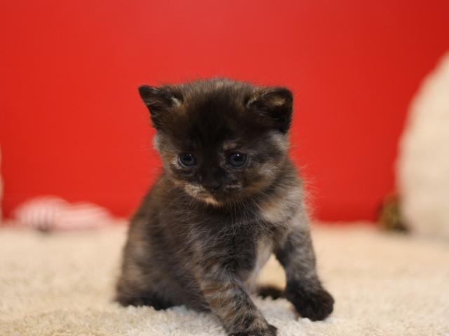 スコティッシュフォールドの子猫画像