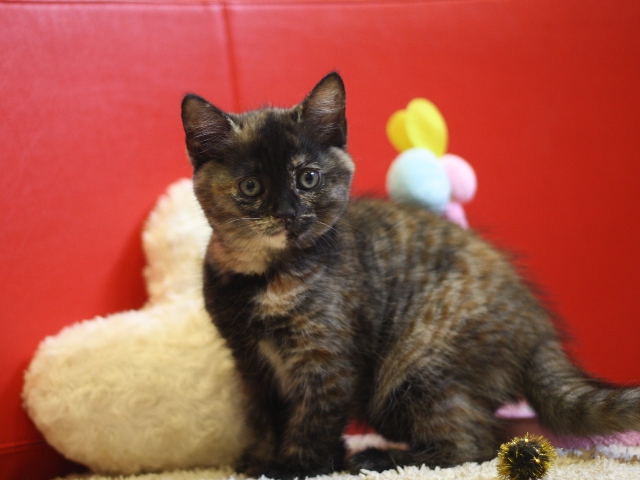スコティッシュフォールドの子猫画像