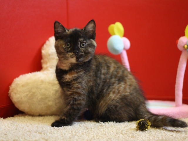 スコティッシュフォールドの子猫画像