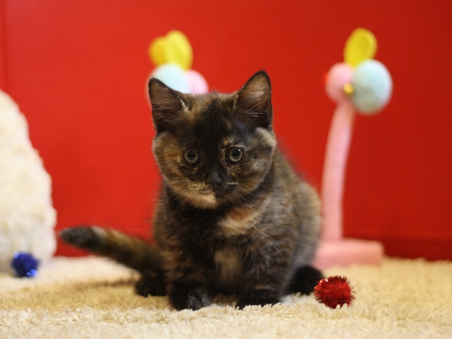 スコティッシュフォールドの子猫画像