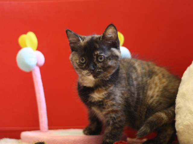 スコティッシュフォールドの子猫画像