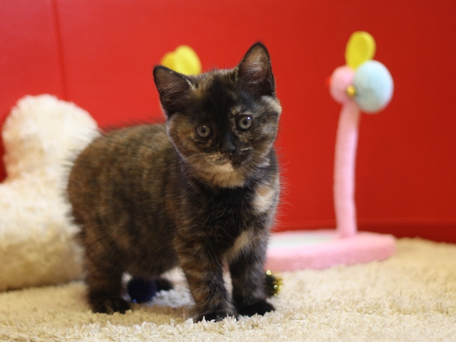 スコティッシュフォールドの子猫画像