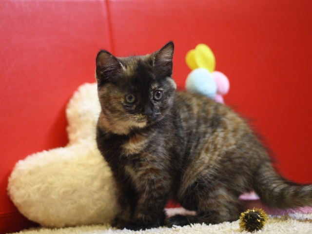 スコティッシュフォールドの子猫画像