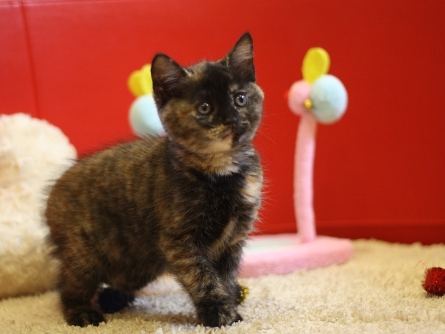 スコティッシュフォールドの子猫画像