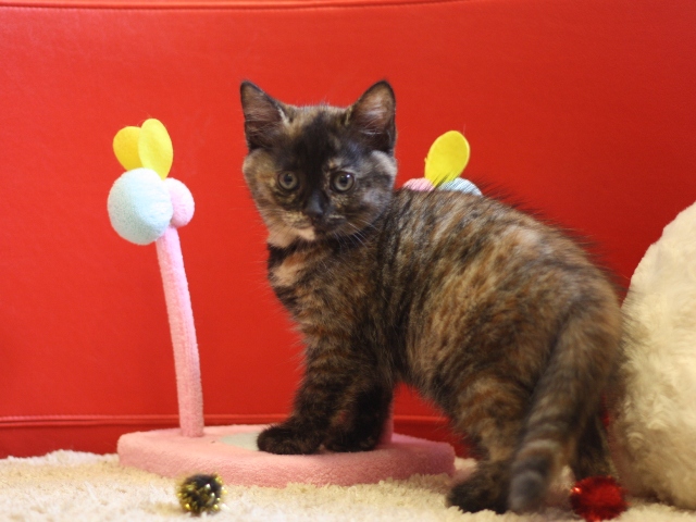 スコティッシュフォールドの子猫画像
