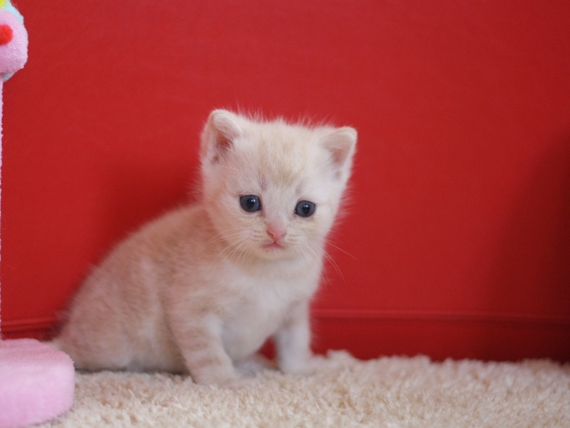 スコティッシュフォールドの子猫画像