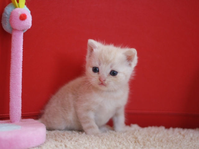 スコティッシュフォールドの子猫画像