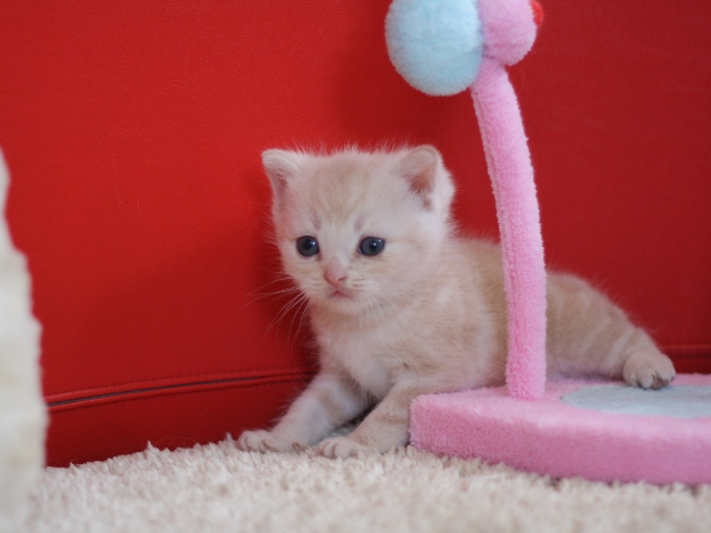 スコティッシュフォールドの子猫画像