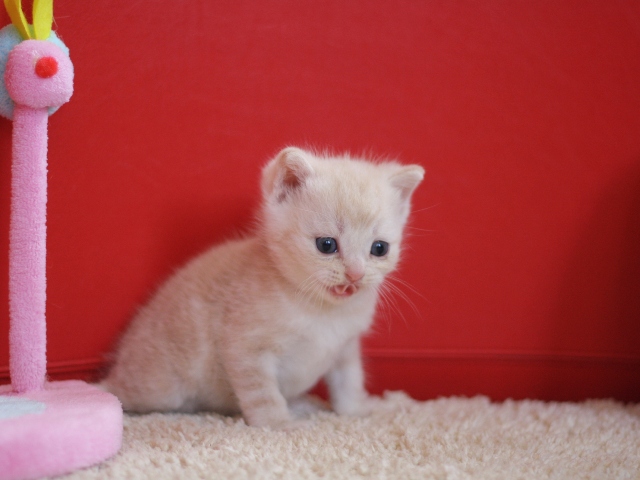 スコティッシュフォールドの子猫画像