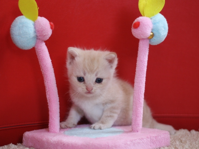 スコティッシュフォールドの子猫画像