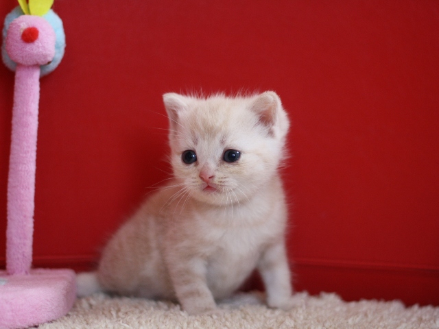 スコティッシュフォールドの子猫画像
