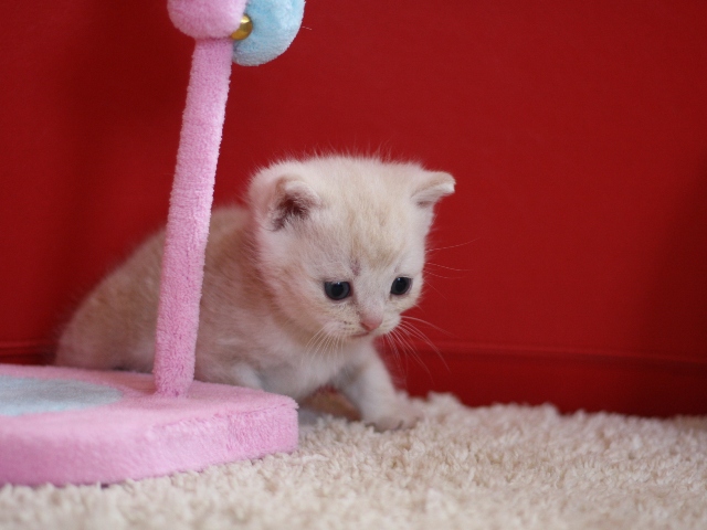 スコティッシュフォールドの子猫画像