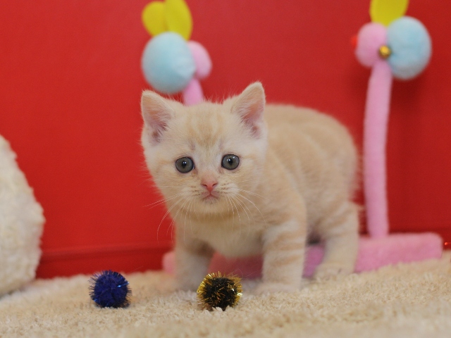 スコティッシュフォールドの子猫画像