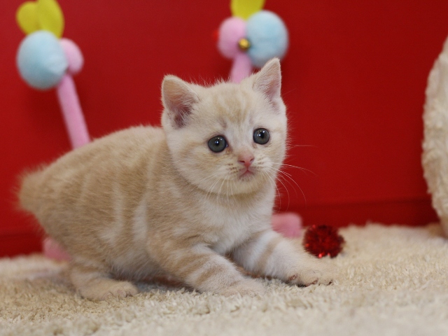 スコティッシュフォールドの子猫画像