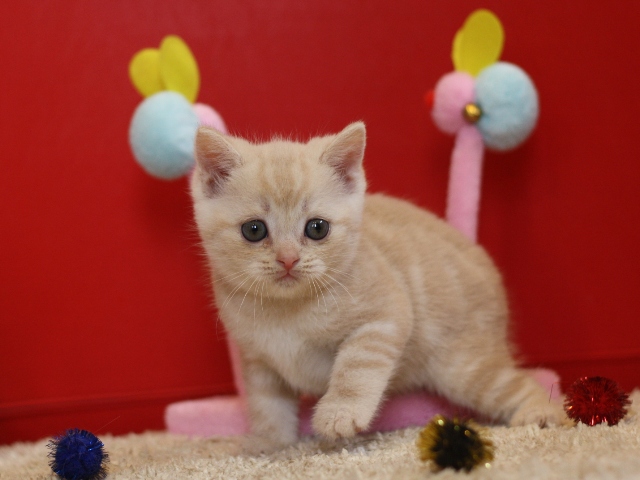 スコティッシュフォールドの子猫画像