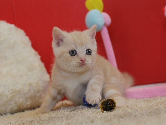 スコティッシュフォールドの子猫画像