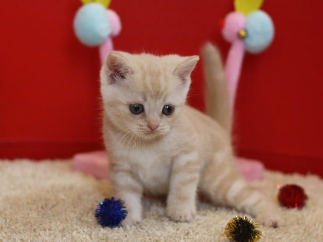 スコティッシュフォールドの子猫画像