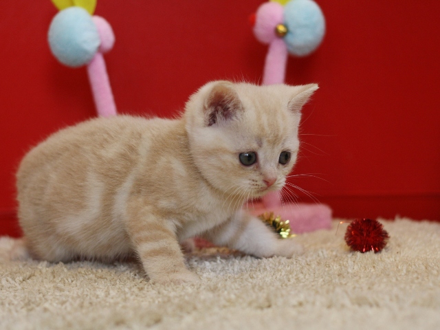スコティッシュフォールドの子猫画像