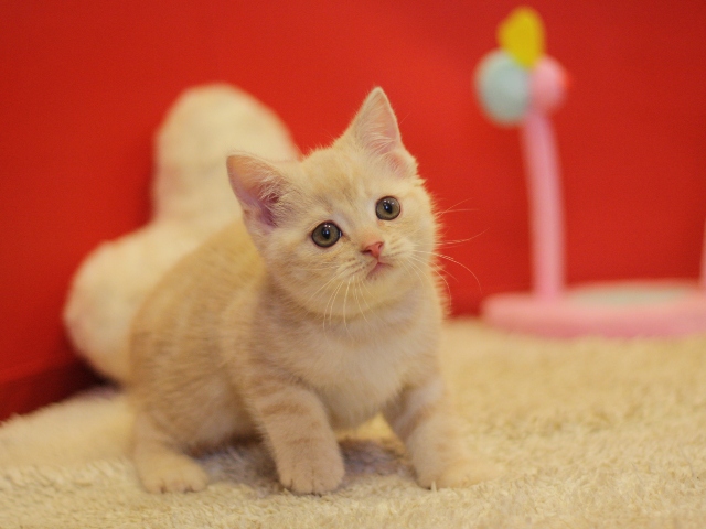 スコティッシュフォールドの子猫画像