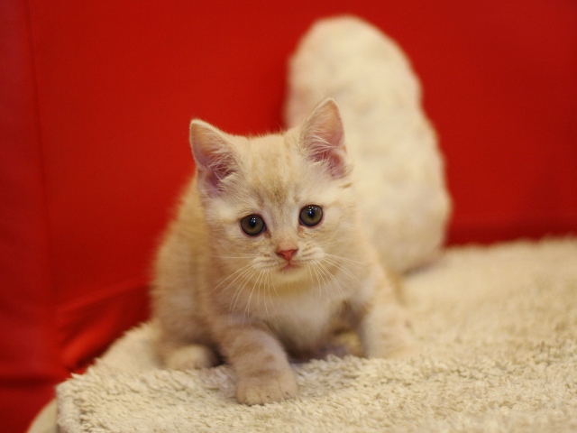 スコティッシュフォールドの子猫画像