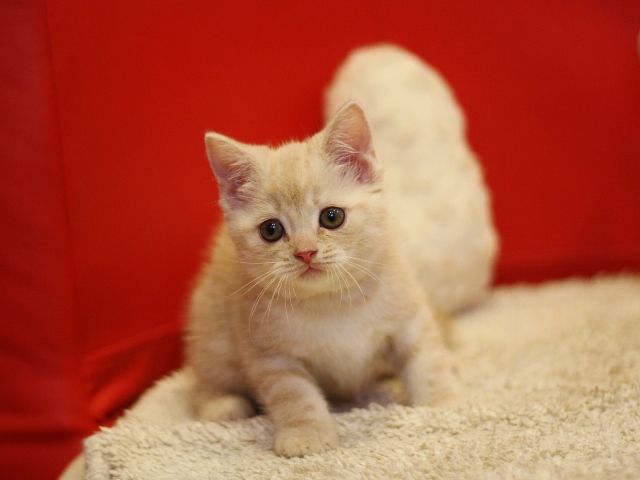 スコティッシュフォールドの子猫画像