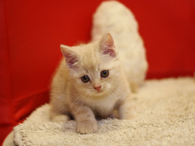スコティッシュフォールドの子猫画像