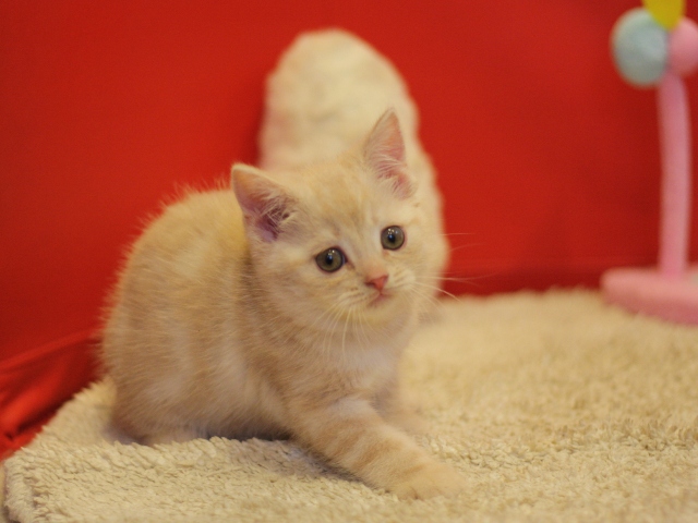 スコティッシュフォールドの子猫画像
