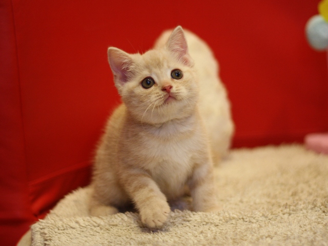 スコティッシュフォールドの子猫画像