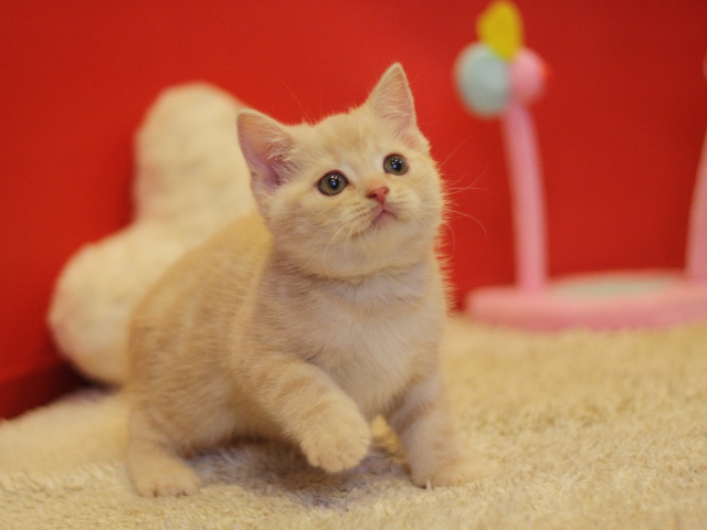 スコティッシュフォールドの子猫画像