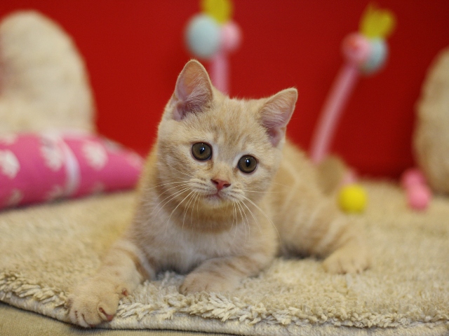 スコティッシュフォールドの子猫画像