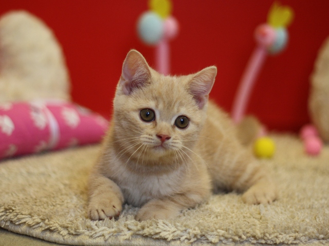スコティッシュフォールドの子猫画像