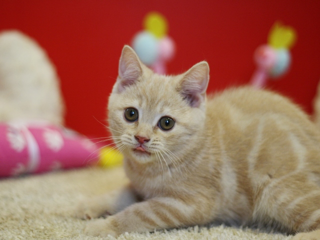 スコティッシュフォールドの子猫画像
