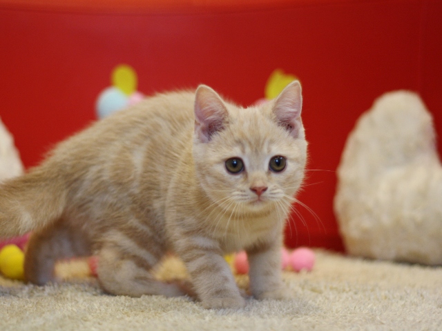 スコティッシュフォールドの子猫画像