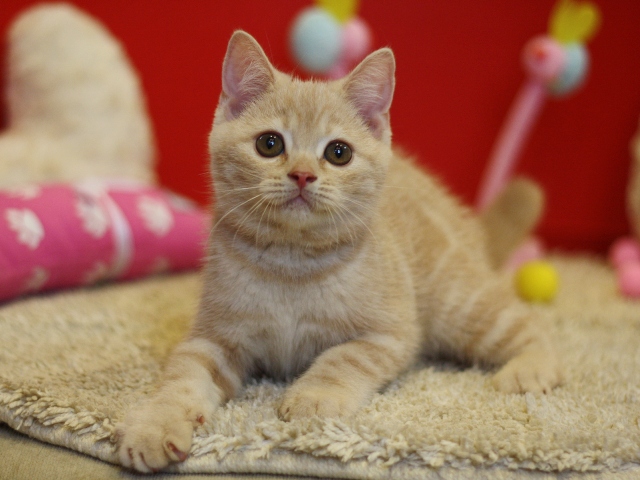 スコティッシュフォールドの子猫画像
